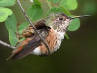 Hummer4.jpg