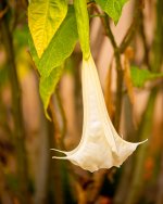 White Angel Trumpet #1.jpg