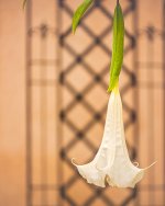White Angel Trumpet #2.jpg