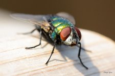 Fly-230.jpg