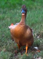 ROY_4480.JPG