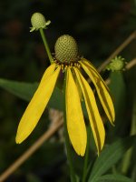 ConeFlower.jpg