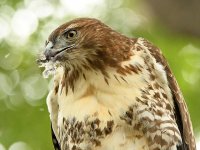 Hawk2.jpg