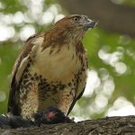 Hawk6.jpg