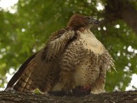Hawk15.jpg
