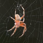Spider.jpg