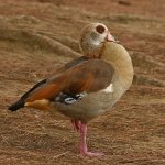 Goose.jpg