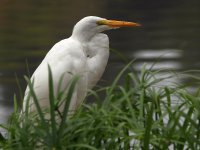Egret2.jpg