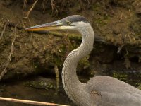 BlueHeron5.jpg