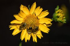 9-16-17-cr__7502033.jpg