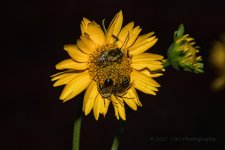 9-16-17-cr__7502035.jpg