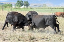 BullSteerFight-204.jpg