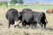 BullSteerFight-205.jpg
