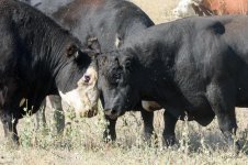 BullSteerFight-206.jpg