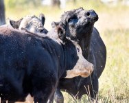 BullSteerFight-200.jpg