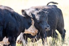BullSteerFight-201.jpg
