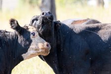 BullSteerFight-202.jpg