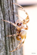 Spider-215.jpg