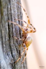 Spider-217.jpg