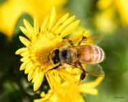 Bee-277.jpg