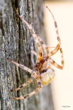 Spider-218.jpg