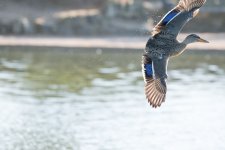 DSC_5264.jpg