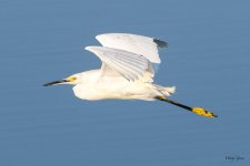 SnowyEgret-220.jpg