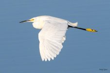 SnowyEgret-221.jpg