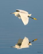 SnowyEgret-222.jpg
