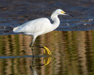 SnowyEgret-223.jpg