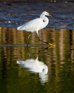SnowyEgret-224.jpg