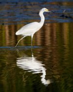 SnowyEgret-225.jpg