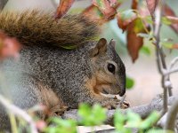 Squirrel.jpg