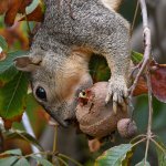 Squirrel2.jpg