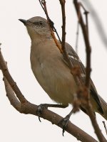 Mockingbird.jpg