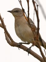 Mockingbird2.jpg