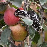 Woodpecker5.jpg