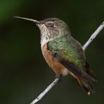 Hummer2.jpg