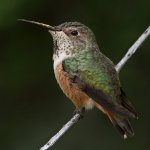 Hummer3.jpg