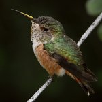 Hummer8.jpg