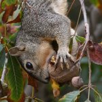 Squirrel3.jpg