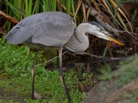 BlueHeron2.jpg