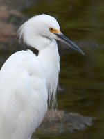 Egret2.jpg