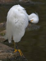 Egret4.jpg