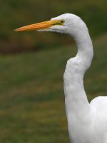 Egret6.jpg