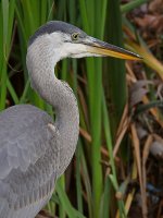 BlueHeron3.jpg