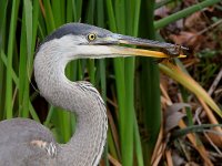BlueHeron6.jpg
