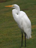 Egret7.jpg