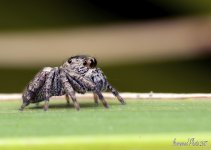 DSC_2658.jpg