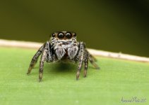 DSC_2663.jpg